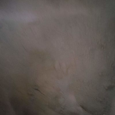 Refeição de sangue do pó de Duck Blood Cell Animal Feed para o pó da proteína da alimentação das aves domésticas