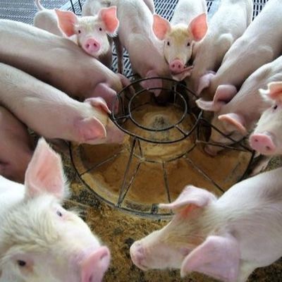 Grânulo seco do pó da hemoglobina dos aditivos da alimentação animal do pó 25kg/Bag