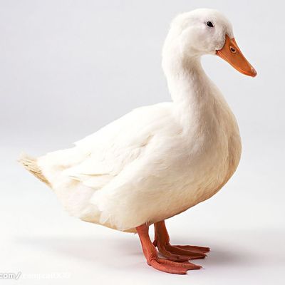 Do pó vermelho da hemoglobina de Brown da refeição de sangue a proteína bruta pulveriza 80% bruto