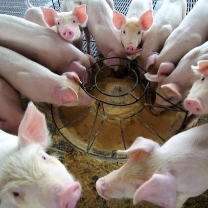 Grânulo seco do pó da hemoglobina dos aditivos da alimentação animal do pó 25kg/Bag