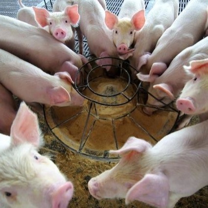 Novo tipo de Duck Plasma Protein Powder Is A de aditivo da alimentação que aumenta nos últimos anos, que é reconhecido como um de alta qualidade