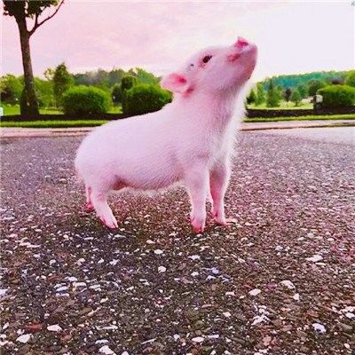 Pulverize - aditivos de alimentos para animais de estimação secados do plasma da galinha para a proteína bruta de Procein na alimentação de galinha